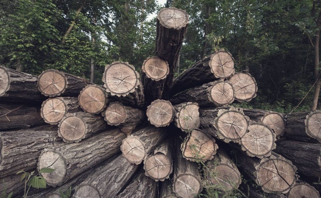 AI-Powered Hazard Detection Marks Major Leap in Worker Safety for Timber Industry