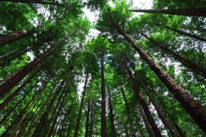 The Risks of Pine Carbon Farms