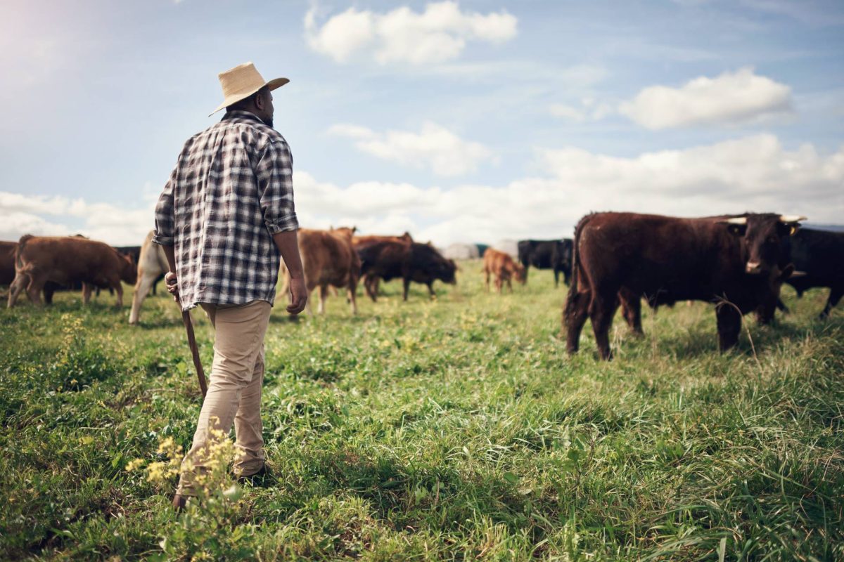 Farmer wearing a hat and plaid shirt walking among cows in a grassy field