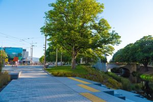 Why urban trees matter