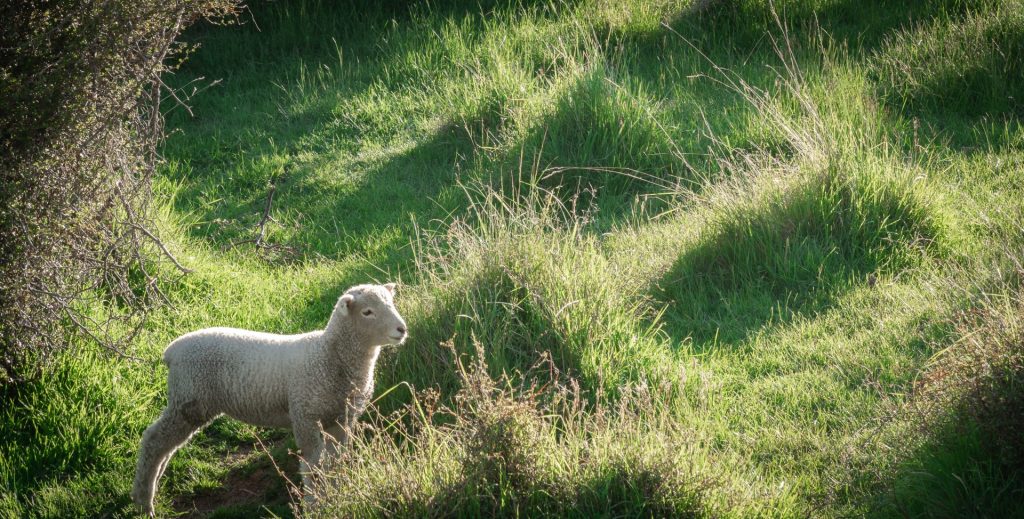 A lamb standing in long green grass