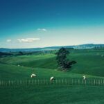 Why AI is slow to reach the farm gate