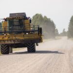 El Niño puts young pines and fresh harvest edges under pressure