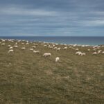 Farmers are working past 65. Who takes over the farm?